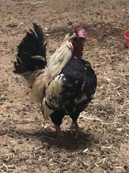 الحمدلله على كل حال