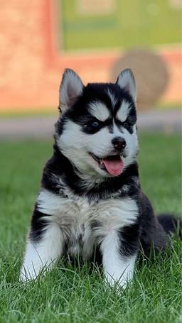 Husky breeder 