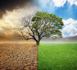 عبدالرحمن السيد